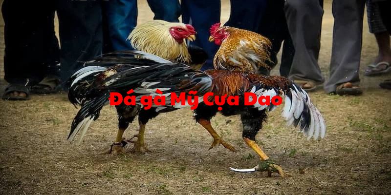 đá gà mỹ cụa dao