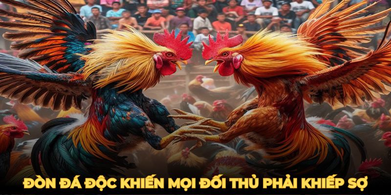 Gà đá đòn độc thường sở hữu nhiều đòn đánh rất hiểm hóc  