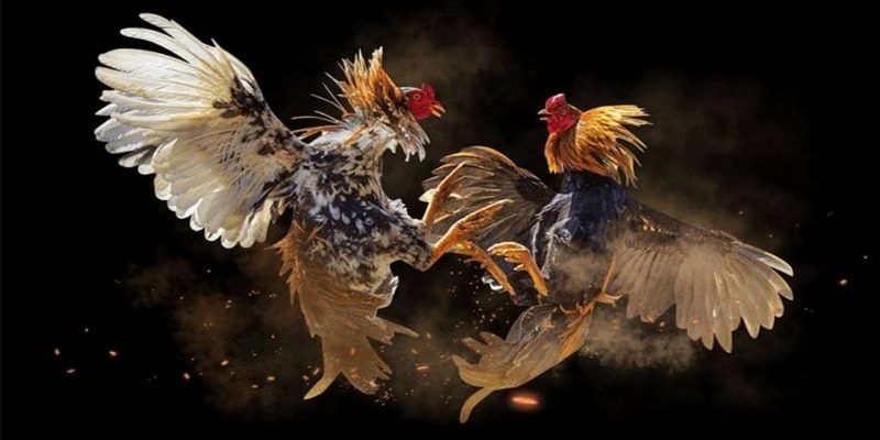 Luật chơi đá gà Thomo hoàn toàn tương tự ở những đấu trường khác